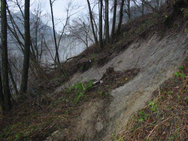 Frana Colladina