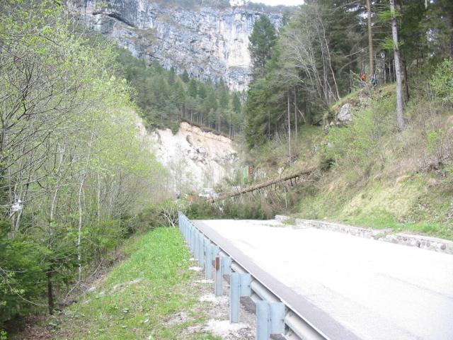  Taglio piante 24/04/2008