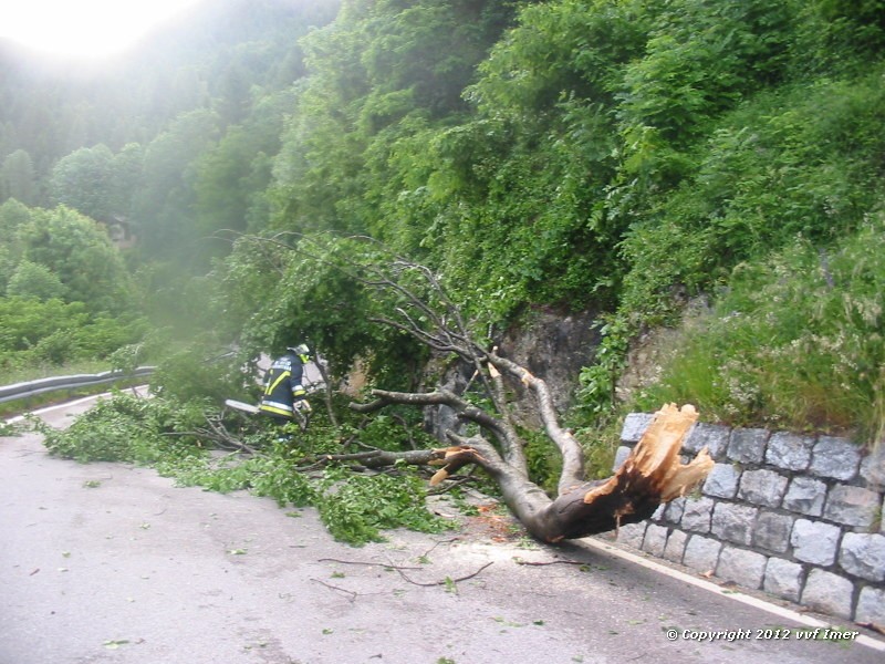 Caduta pianta 4 .jpg