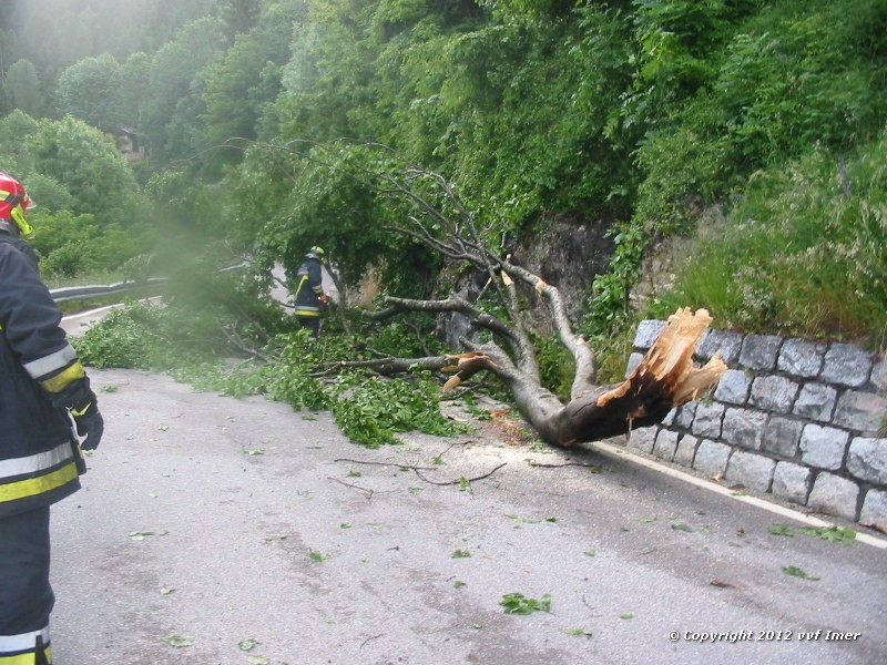 Caduta pianta 5 .jpg